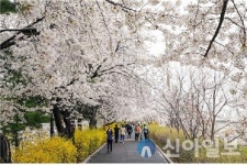 동대문구, 거리두기·비대면으로 안전하게 봄꽃 감상