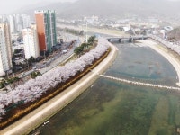 상주 북천로 벚꽃 드라이브 로드 출발