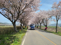 보성 웅치면, 봄맞이 벚꽃 길 대청소 실시