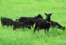 진안, 염소산업 분야 집중 육성…농가소득 증대 기대