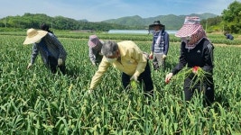 영천시, 함께 나누는 농촌 일손 품앗이… 마늘종 뽑기 실시