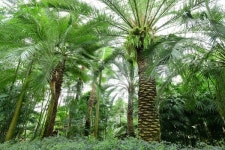 한밭수목원, 어린이 위한 열대식물원 그림엽서 배부