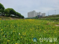 거창 위천천 강변 유채꽃 ‘만발’