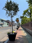 진주시 상평동행정복지센터, 산들산들 마실정원 조성