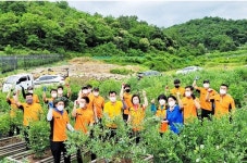김영선 경북도의원, 상주소방서 직원들과 농촌 일손 돕기