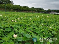 경주 동궁과 월지, 4만1000㎡ 면적 연꽃단지 개화