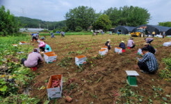 농촌지도자 산청군연합회, 공동학습포 고구마 수확