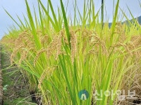 최고 품질 ‘경주 안평쌀’ 소비자들에 ‘첫선