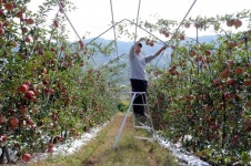 양구사과 신규 과원 조성 및 경쟁력 제고 사업 추진 중