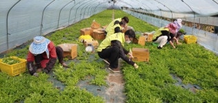 농협 구리지부, 유관기관 직원들과 채소 수확 일손돕기 실시 