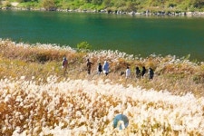 단양군, 명품 갈대숲 ‘가곡면 관광 자원화’ 시동