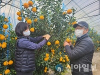 경주시, 맛과 향 뛰어난 ‘경주봉’ 설 앞두고 본격 출하