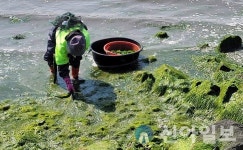 [포토] 장흥군 ‘바닷가 푸른 목장’ 파래 수확 한창
