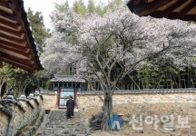 [포토] 밀양시 교동 소재 밀양향교 연분홍빛 매화 만개