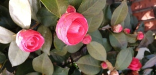 [포토] 지리산 자락에도 봄소식