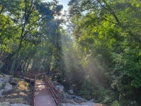 “숲이 백신이다”…숲으로 떠나는 치유 힐링 여행