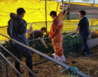 사천시, 상반기 구제역 일제접종 실시