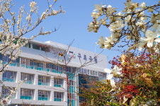 [포토]구로구청 정문 인근 매화와 목련 활짝