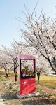 함께 걷고 싶은 봄, 영천 벚꽃 100리길 ‘주목’