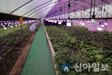 철원 고추냉이, 홍보마케팅 덕분에 판매 고공행진