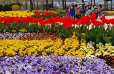 창원특례시 농업테마파크 튤립 만개 화사하게  물들인 봄꽃 보러 오세요