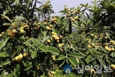 완도군, 조생종 비파 소비자에 큰 호응