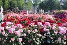 삼성물산, 래미안 원베일리에 에버로즈 테마가든 조성