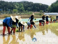 홍천군 농업기술센터, 벼 병해충 예찰답 모내기 실시