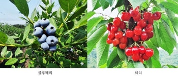 경천대616농원 | 상주농기센터, 경천섬서 블루베리·체리 판매행사