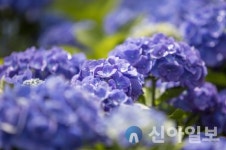 신안군, 바다위 수국정원서 ‘섬 수국축제’ 24일~7월 3일 개최