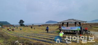 서강화농협, 농촌일손돕기 지원에 구슬땀