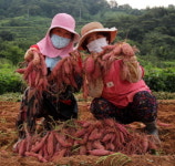 산엔청마실장터 ‘지리산 산청고구마’ 특판전
