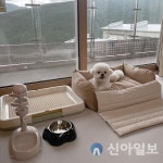 하이원리조트, 전국 1500만 반려인 대상 견생샷 이벤트 실시