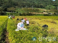 진도군, 태풍 ‘힌남노’ 피해 고령농가 일손 돕기