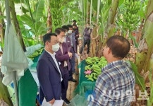전북농기원, 바나나 재배농가 현장행정 추진