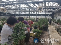 화순군, 작품국화 학습단체 국화향연 준비 ‘척척’