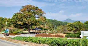 신녕면 연정1리 마을숲 복원사업 완료