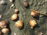 수산자원공단 서해본부, 백합 자원회복 앞장