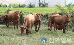 함평군, 축산업 미래 고부가가치 산업 육성 ‘총력’