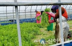 나주시, 노안면 겨울철 돌미나리 수확 분주