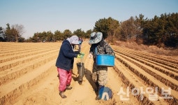 서산시, 팔봉면 주민 경칩 앞두고 감자 파종 분주