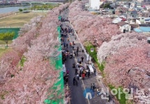 [포토]  ‘가곡동 벚꽃길 축제’