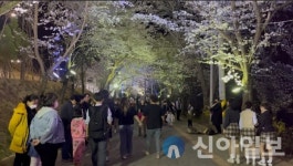 강화군, 강화산성 북문 벚꽃길 야간 관람 추진