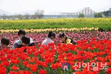 창녕군, ‘제18회 창녕 낙동강 유채축제’ 개최