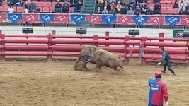 청도소싸움축제, 뜨거운 열기 속 폐막