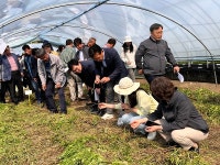 경산시, 미나리 종료 수확기에 대한 현장 평가회 개최