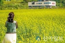 서산시, 테크노밸리를 노랗게 물들인 유채꽃