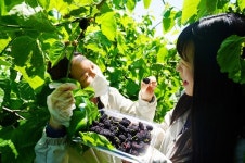 해남군 새콤달콤 오디맛 보세요 오디 수확 체험 인기