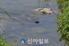 대전시, 갑천 국가습지보호지역 지정·고시... 10여 년 노력 결실
