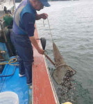 하동군, 금남·진교면 앞바다에 볼락 방류